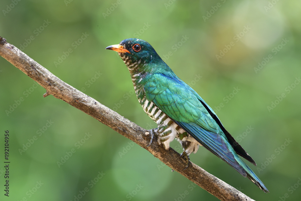 Asian emerald cuckoo (Chrysococcyx maculatus) beautiful velvet green bird perching on branch showing side feathers profile expose over fine bright bokeh background, amazed nature