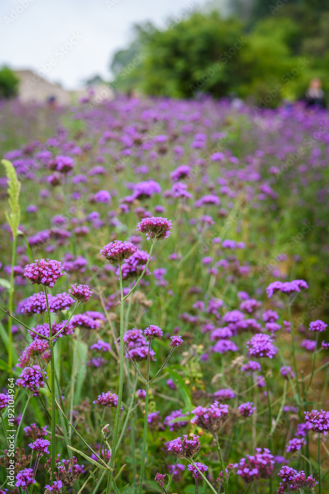 Purple flowers field,  Verbena flowers on field