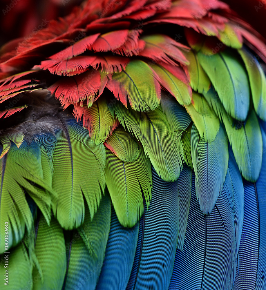 Obraz premium Beautiful sharp blue green and red of Green-winged Macaw feathers in close up, exoti texture and background
