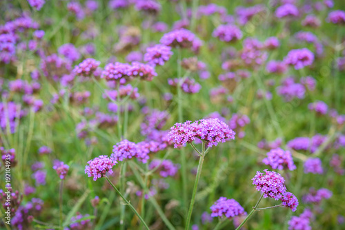 Purple flowers field   Verbena flowers on field