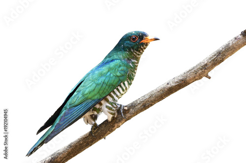 Asian emerald cuckoo (Chrysococcyx maculatus) beautiful velvet green bird perching on branch showing it bright side feathers profile isolated on white background, exotic nature © prin79