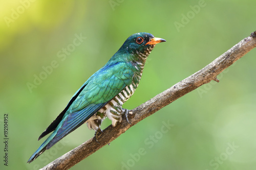 Asian emerald cuckoo (Chrysococcyx maculatus) beautiful velvet green bird perching on branch showing side feathers profile expose over fine background, exotic nature