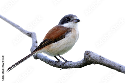 Beautifu brownl bird sharp details showing sun reflection in here eyes and details of her feathers while perching on stick isolated on white background,Burmese Shrike (Lanius collurioides)