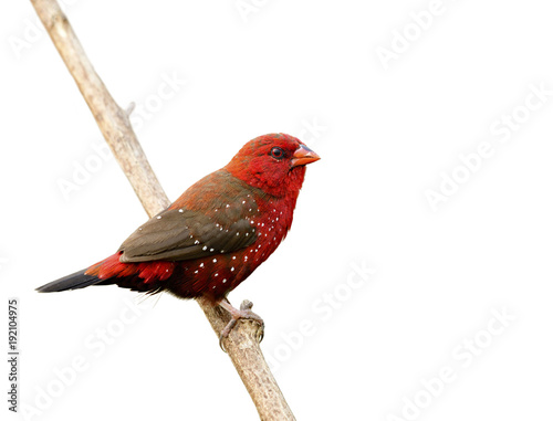 Quadro em tela Beautiful red bird with nice eyes strong beak perching on wooden stick isolated