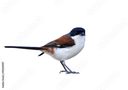 Burmese Shrike (Lanius collurioides) red back white belly and black head bird with puffy feathers isolated on white background showing details from beak to toes, exotic nature