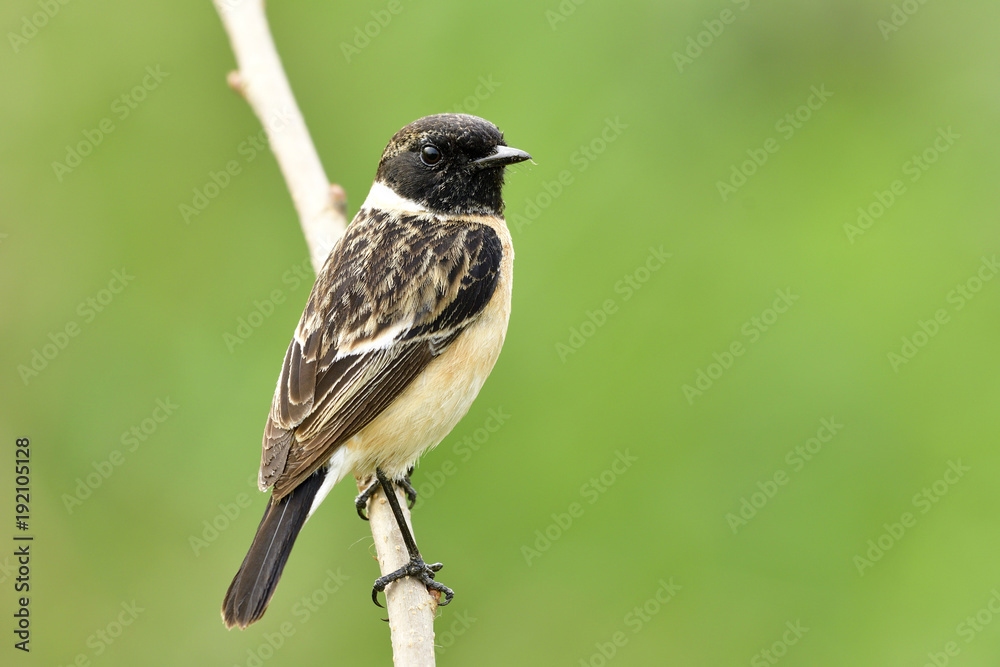 Fototapeta premium Male of Siberian or Asian stonechat (Saxicola maurus) funny brown bird with black head standing on wooden pole in nature over blur green background, fascinated creature
