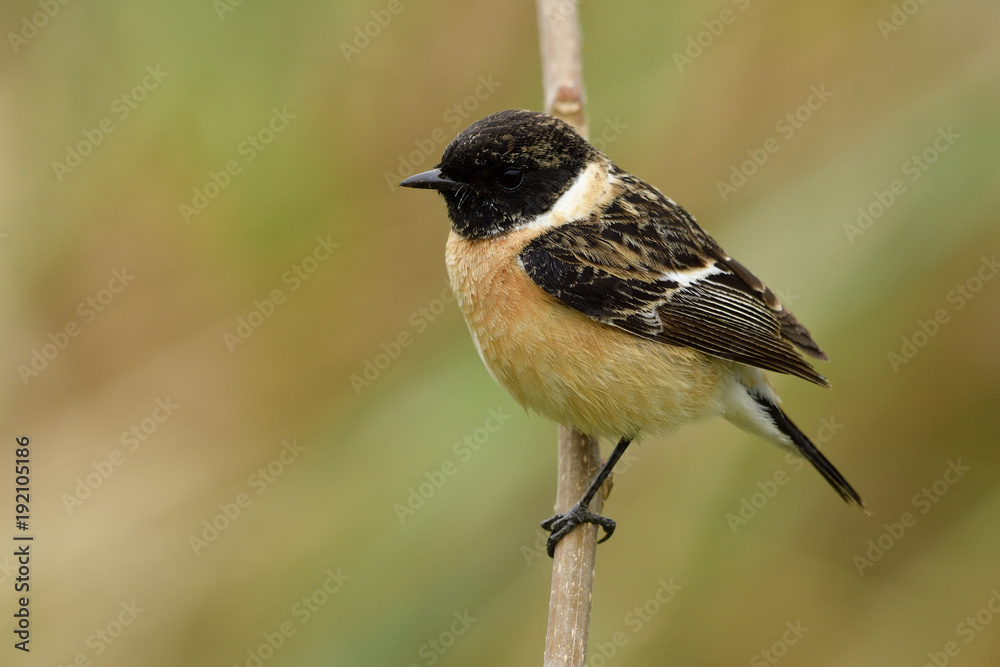 Obraz premium Siberian or Asian stonechat (Saxicola maurus) beautiful brown bird with black strped head and wings perching on wooden stick beside grass bush, exotic animal