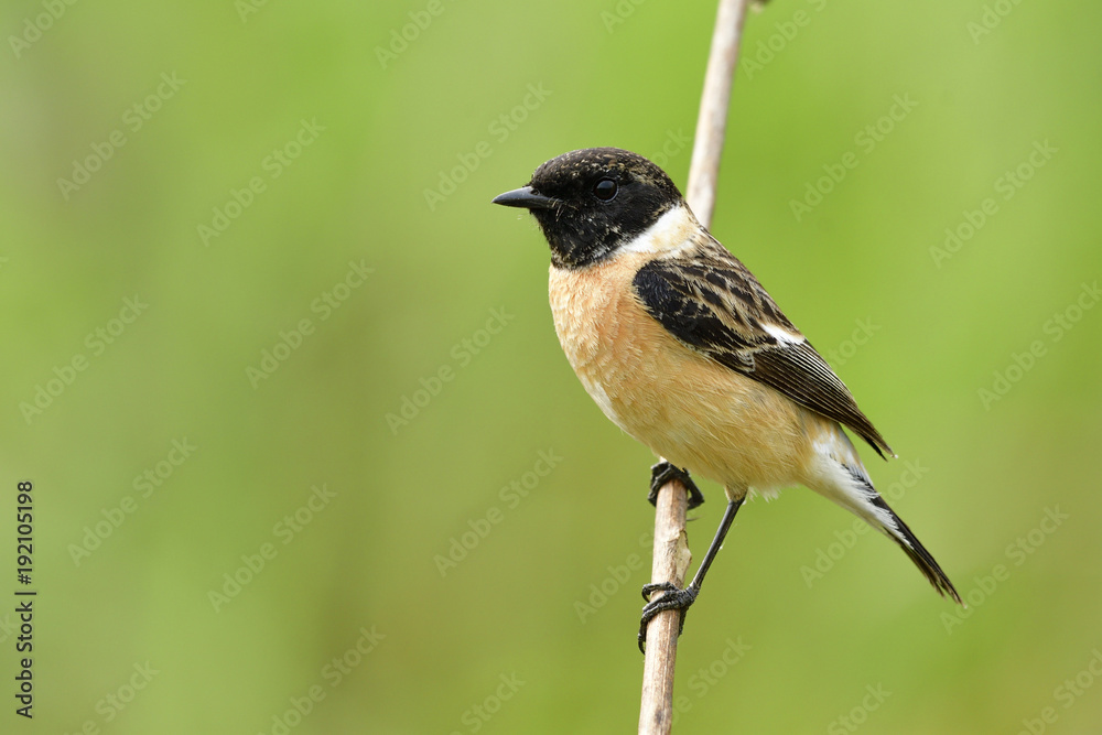Obraz premium Siberian or Asian stonechat (Saxicola maurus) lovely brown bird with black striped wings and head calmly perching on wooden stick in nature, exotic animal