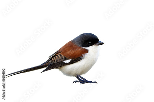 Male of Burmese Shrike (Lanius collurioides) chubby red back white belly bird with puffy feathers isolated on white background showing details from head to toes, exotic nature