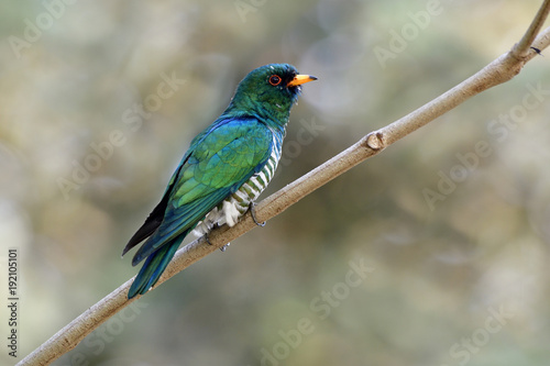Male of Asian emerald cuckoo (Chrysococcyx maculatus) super velvet green bird with striped belly perching on tree branch over far bokeh background