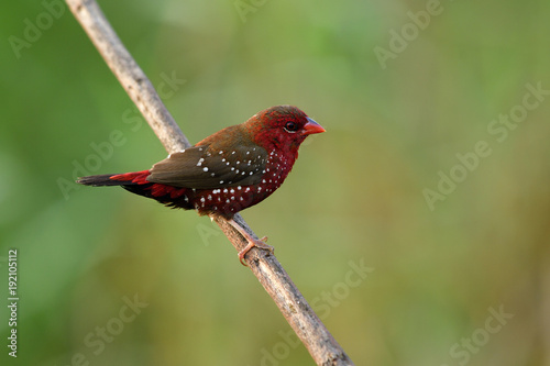 Male of Red avadavat, red munia or strawberry finch (Amandava amandava)  beautiful velvet red bird with nice eyes snf strong beak percing on grass branch in meadow field photo