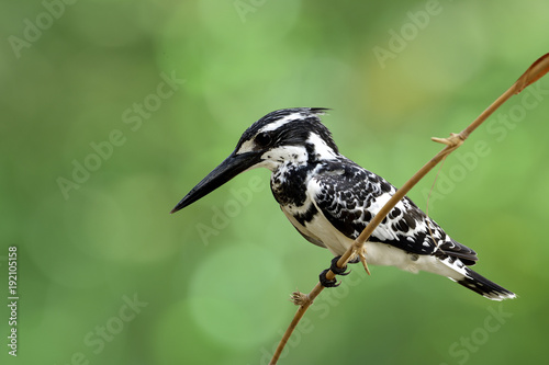 Pied kingfisher (Ceryle rudis) beautiful black and white bird with large beak nice wings and sharp eyes calmly perching on bamboo branch while fishing in river on blue green background