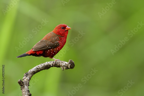 Cuadro en lienzo red avadavat, red munia or strawberry finch (Amandava amandava) perching on curv
