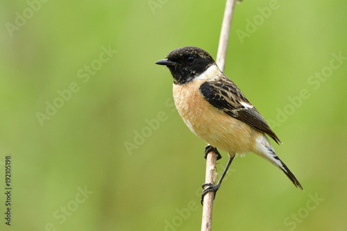 Siberian or Asian stonechat (Saxicola maurus) lovely brown bird with black striped wings and head calmly perching on wooden stick in nature, exotic animal