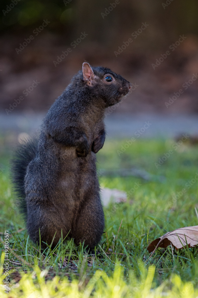 black squirrel standing up and looking at left black squirrel standing up and looking at left