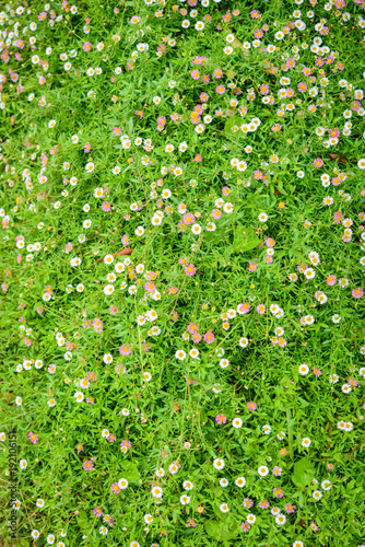 Daisy flower on the wall