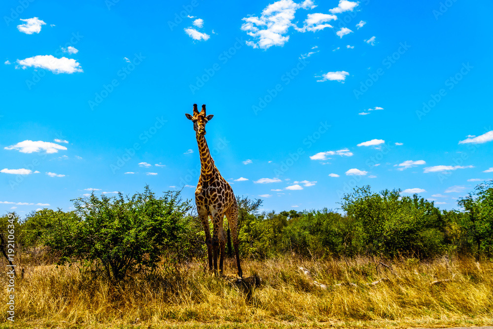 Fototapeta premium Large male giraffe under blue sky in Kruger Park in South Africa