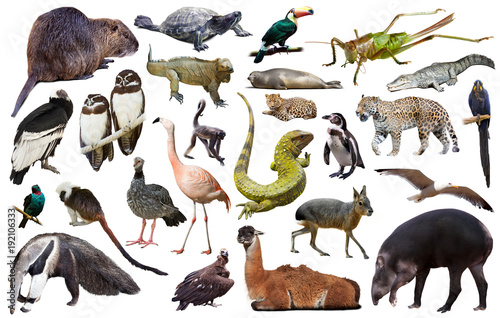 south america animals isolated