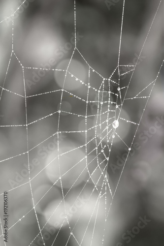 The black and white spider webs on a nature background.