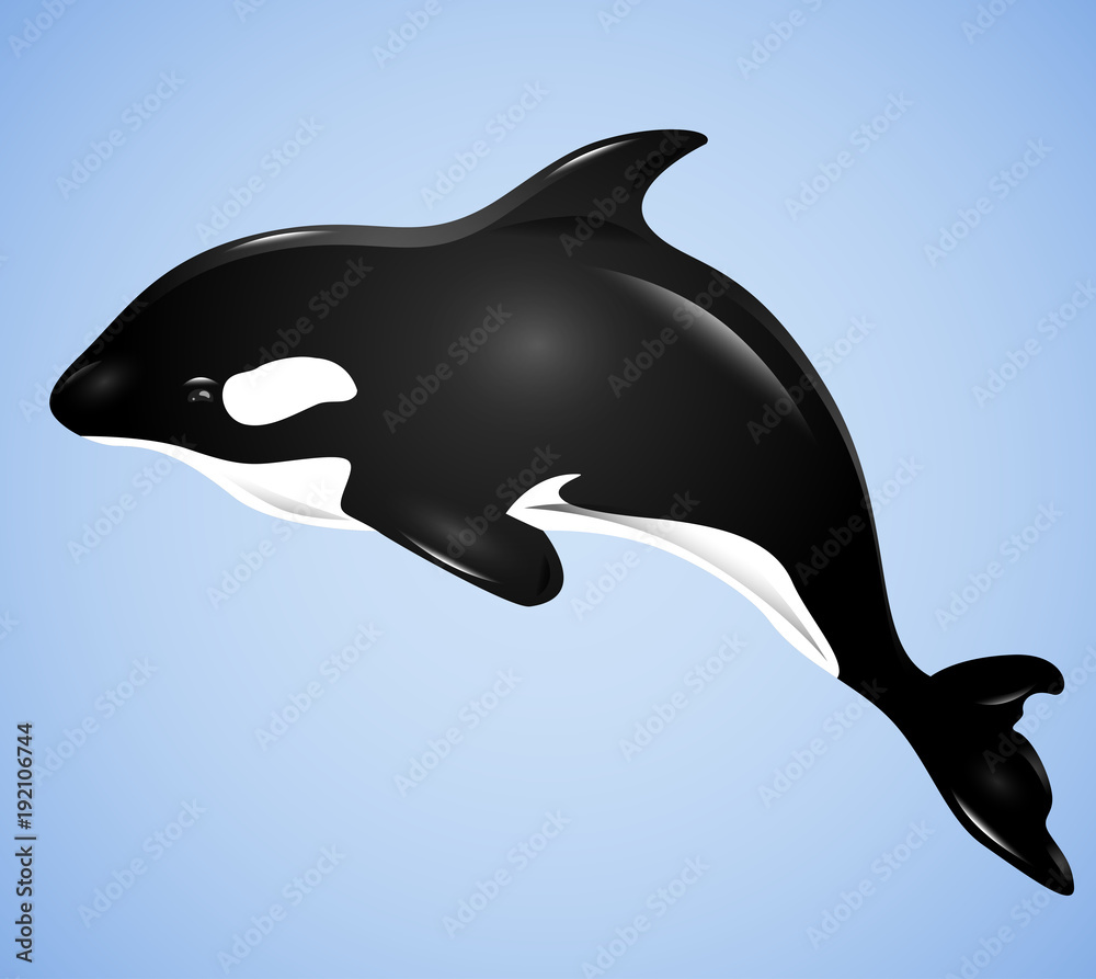 Naklejka premium 3D illustration with grampus on a blue background. Vector killer whale for your design.