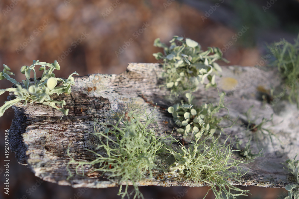 Magical Moss environment for fairies and elves Magical Moss environment for fairies and elves