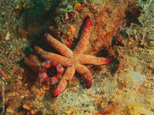 Starfish © vodolaz
