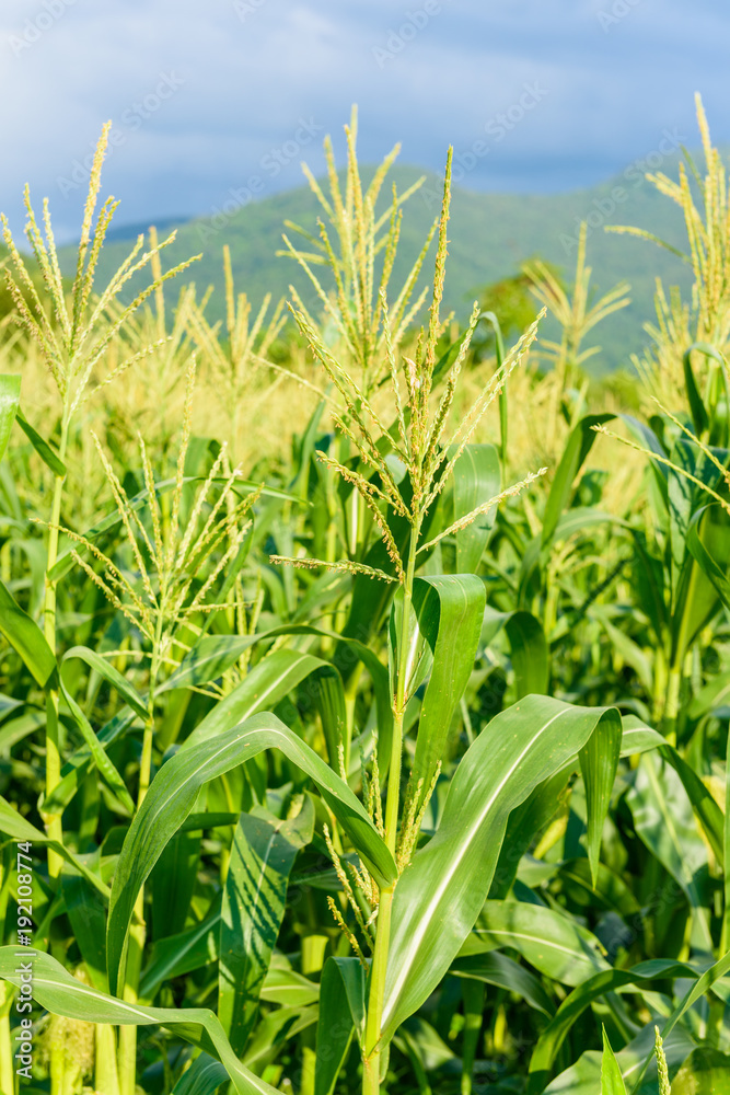 Fototapeta premium Green corn field