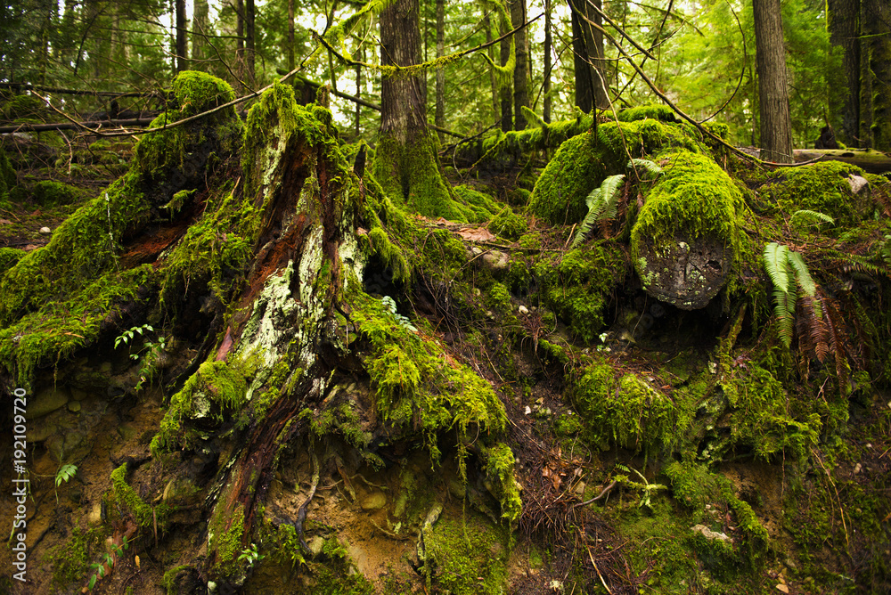Mossy tree stumps in old growth rain forest in Vancouver Island, BC Mossy tree stumps in old growth rain forest in Vancouver Island, BC