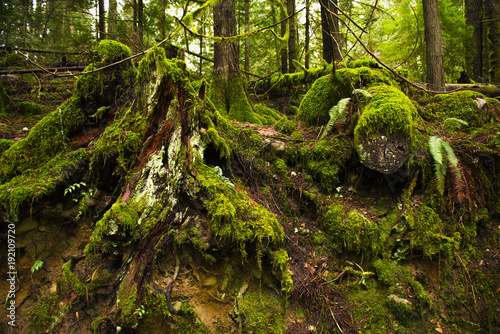 Mossy tree stumps in old growth rain forest  in Vancouver Island  BC