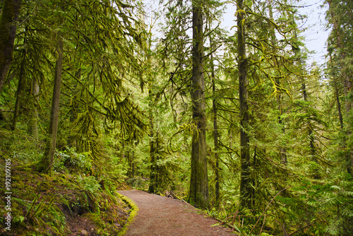 Fototapeta Naklejka Na Ścianę i Meble -  Trail with mossy tree trunks in old growth rain forest in Vancouver Island, BC