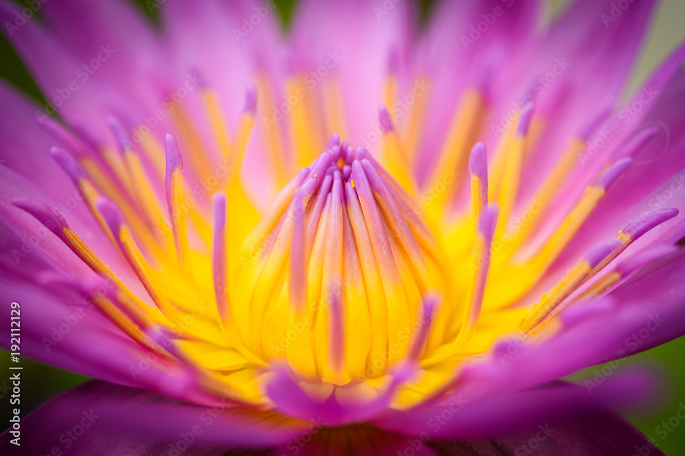 Obraz premium Close up of Purple lotus flower blooming