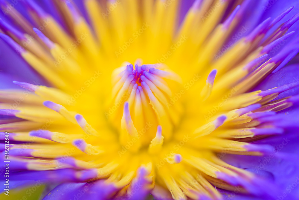 Obraz premium Close up of Purple lotus flower blooming