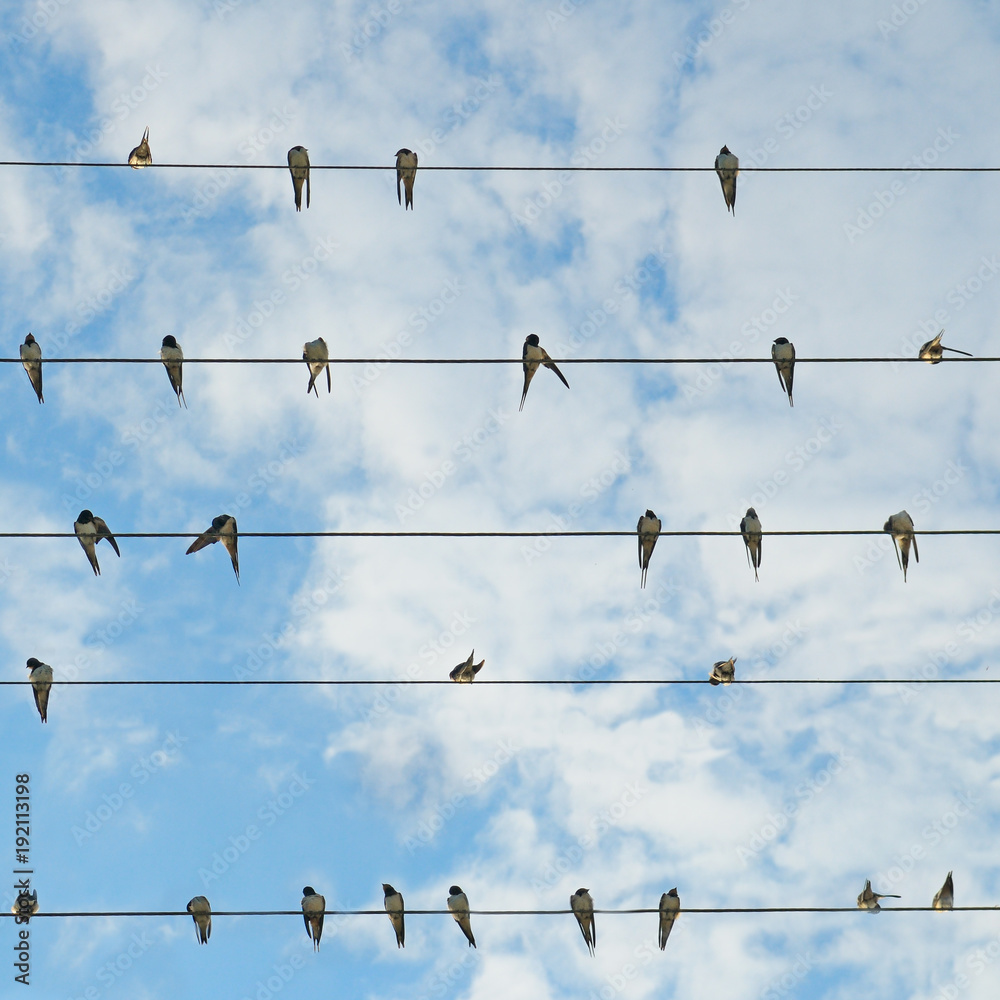 Flock of swallows on blue sky .