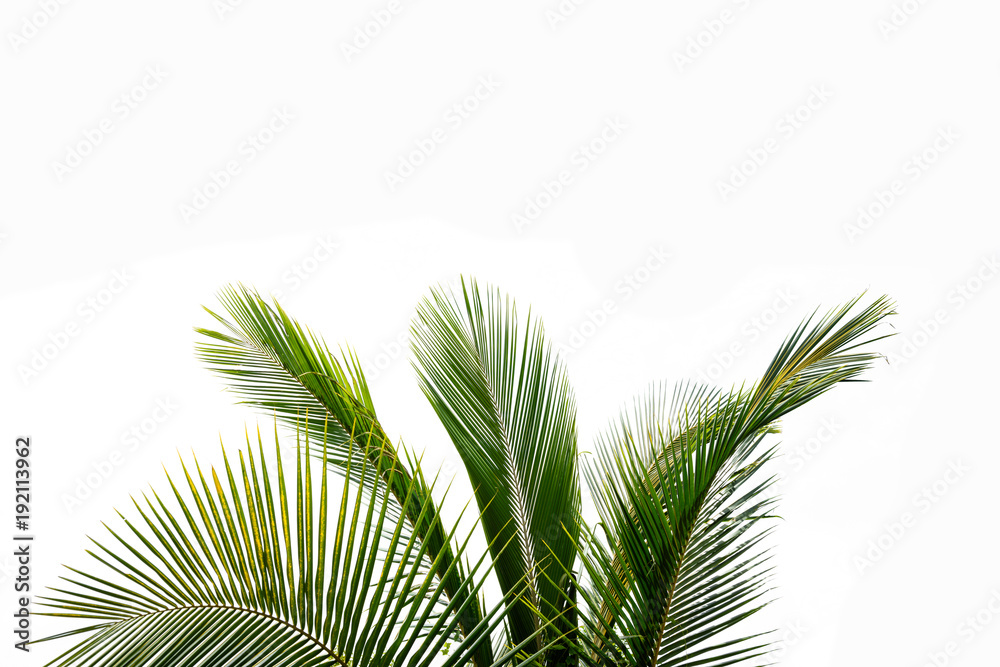 Obraz premium Liść palmowy na białym tle
