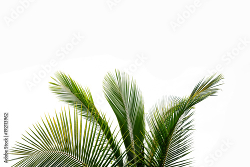 Palm leaf isolated on white © bouybin