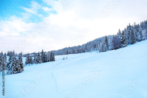 Beautiful winter landscape with trees © Africa Studio