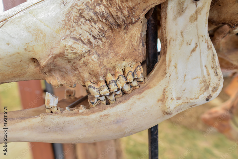 Buffalo skeleton consists of mouth and jaw teeth.