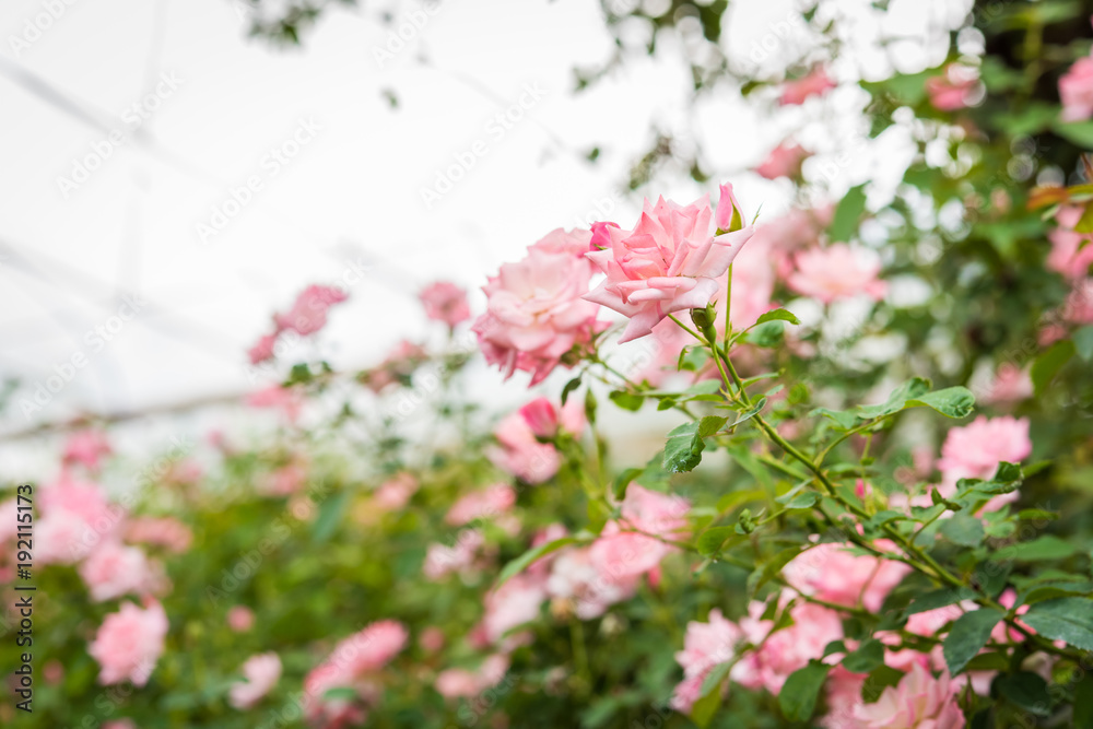bunch of roses in the Greenhouse garden bunch of roses in the Greenhouse garden