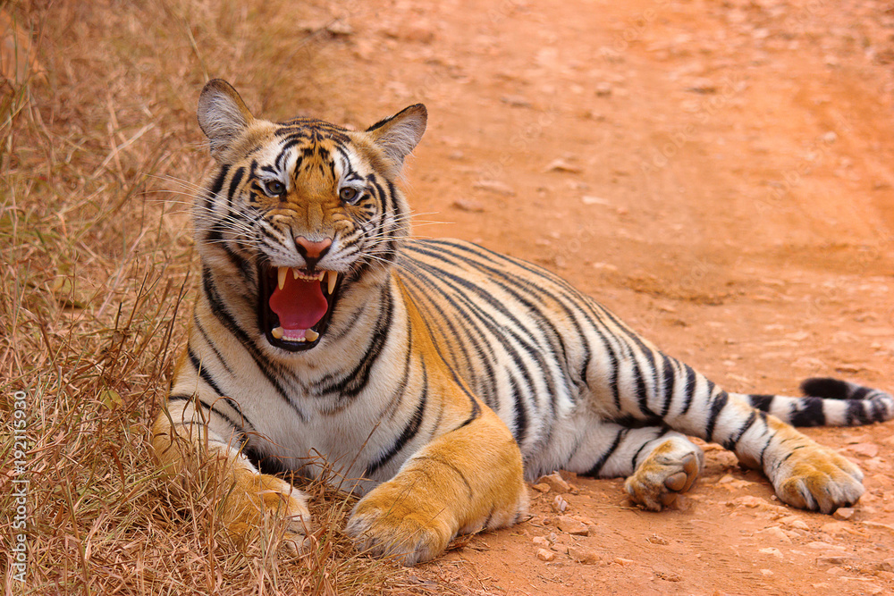 Tiger- Chandi female cub, Panthera tigris, Umred-Karhandla Sanctuary, Maharashtra Tiger- Chandi female cub, Panthera tigris, Umred-Karhandla Sanctuary, Maharashtra