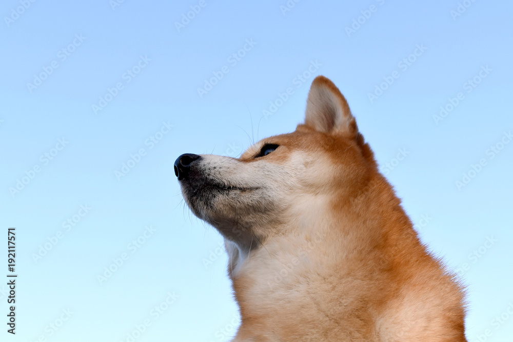 柴犬・青空 柴犬・青空