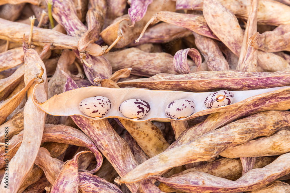 white and purple dwarf beans drying in bean pods