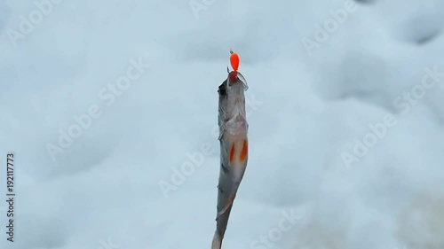 Fish is caught on hook. Pisces perch fluttering freezing in the throes of the snow - shooting close.  Features of winter fishing.   photo