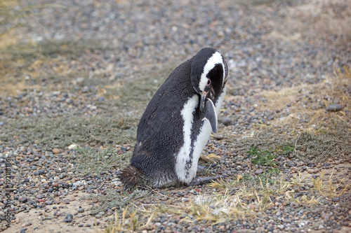 The Magellanic penguin (Spheniscus magellanicus) at Punta Tombo in the Atlantic Ocean, Patagonia, Argentina