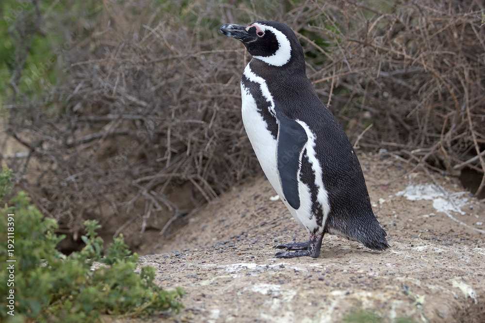 Obraz premium The Magellanic penguin (Spheniscus magellanicus) at Punta Tombo in the Atlantic Ocean, Patagonia, Argentina