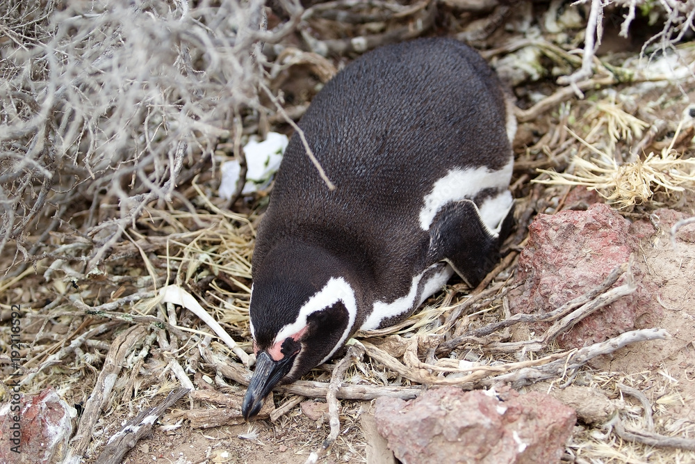 Fototapeta premium The Magellanic penguin (Spheniscus magellanicus) at Punta Tombo in the Atlantic Ocean, Patagonia, Argentina
