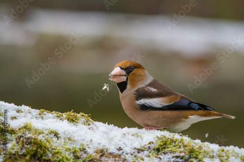 Wildlife photo - hawfinch on old trunk with snow and moss in Danubian wetlands, Slovakia forest, Europe