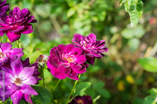 Close up of rose on a bush in a garden