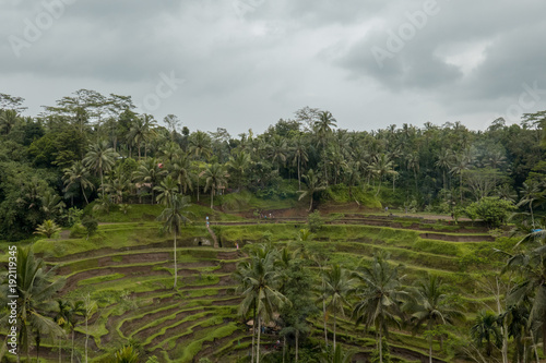Tegalalang rice paddy field view in a cloudy day.
