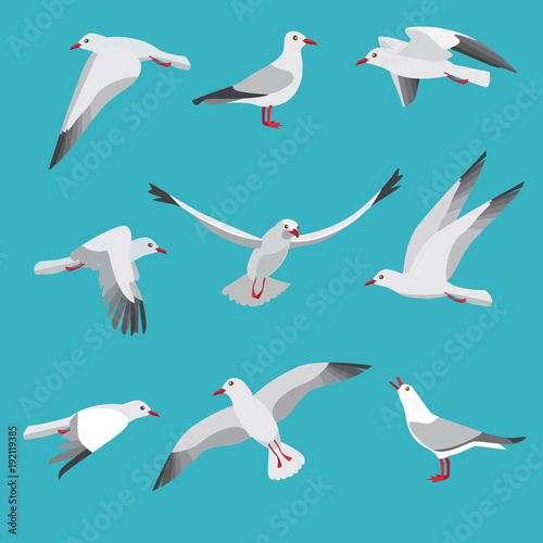 Atlantic seagull in different action poses. Cartoon flying birds