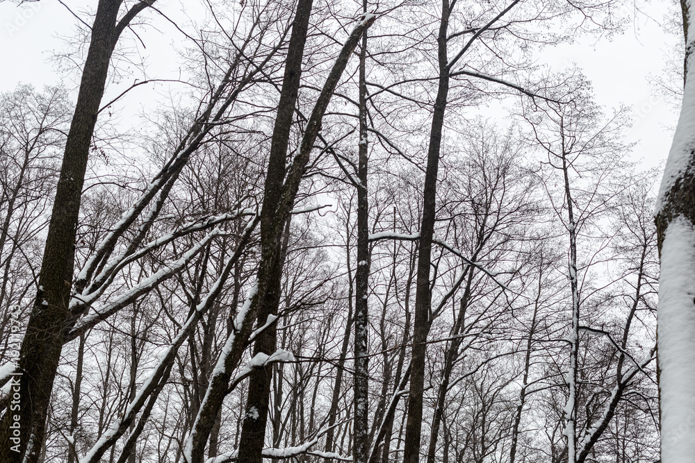 Trees in the winter forest Trees in the winter forest
